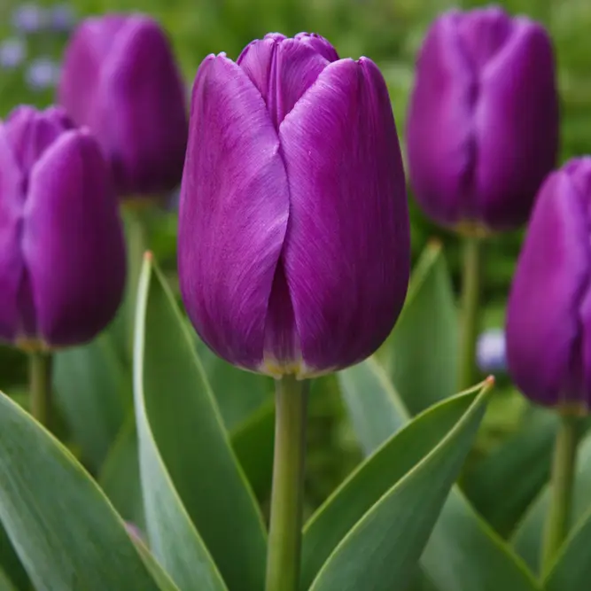 Tulip 'Purple Flag' (Pot Size 1L) Bulbs in Pots