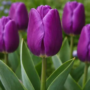 Tulip 'Purple Flag' (Pot Size 1L) Bulbs in Pots