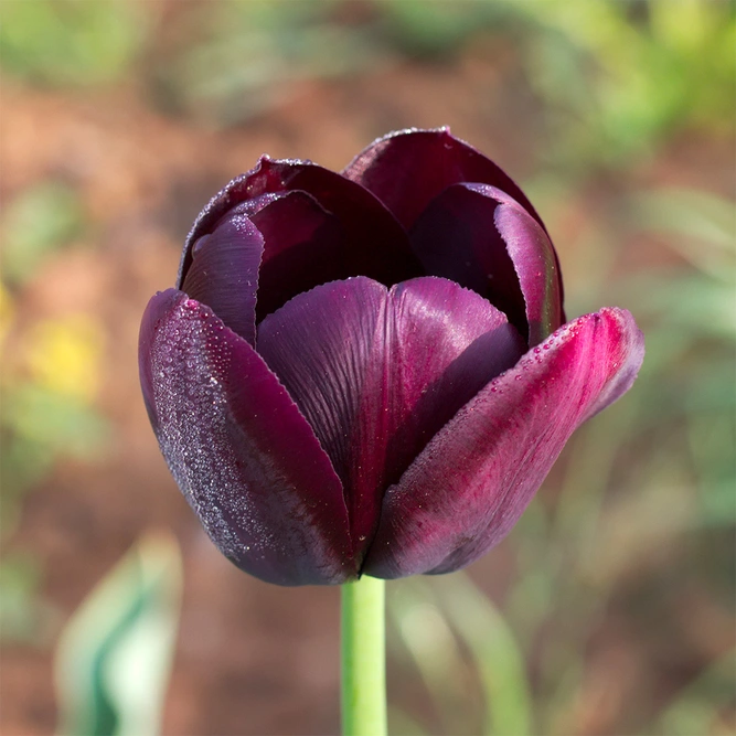 Tulip 'Queen of the Night' (Potted Bulb 1ltr) Bulbs in Pots - image 1