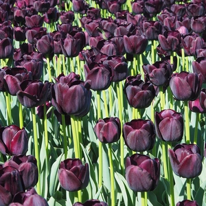 Tulip 'Queen of the Night' (Potted Bulb 1ltr) Bulbs in Pots - image 2