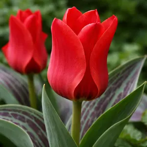Tulip 'Red Riding Hood'  (1ltr Pot Size) Bulbs in Pots