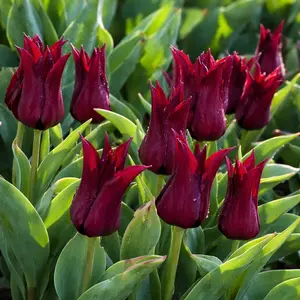 Tulip 'Sarah Raven' (1ltr Pot Size) Bulbs in Pots