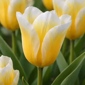 Tulip 'Sweetheart' (Pot Size 1L) Bulbs in Pots