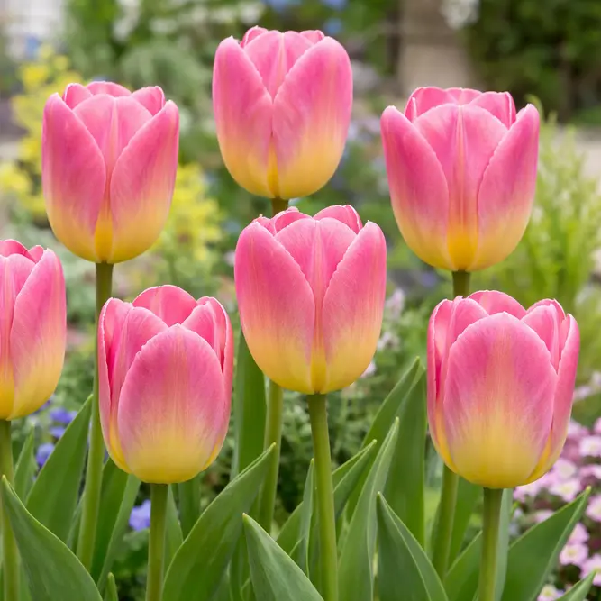 Tulip 'Tom Pounce' (1ltr Pot Size) Bulbs in Pots