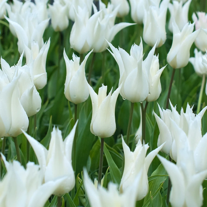Tulip 'White Triumphator' (Pot Size 1ltr) Bulbs in Pots
