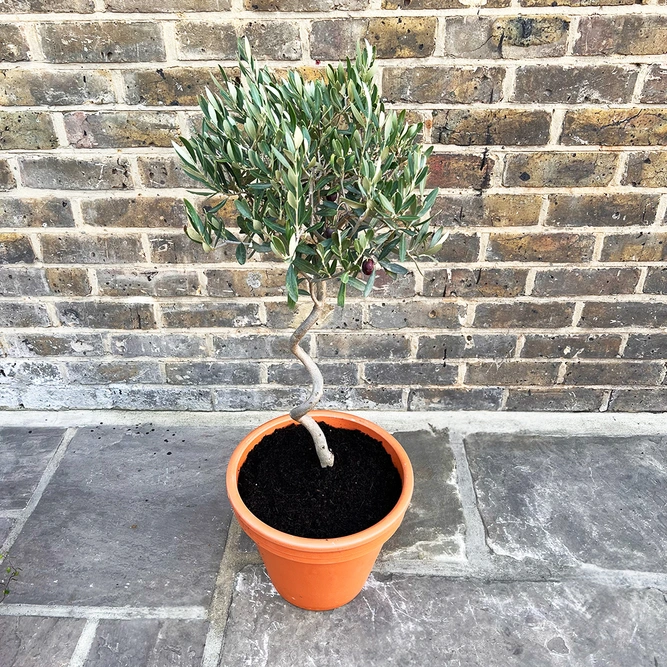 Tuscan Bliss Spiral Olive Planter - image 2