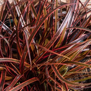 Red Hook Sedge - Uncinia rubra 'Everflame' 