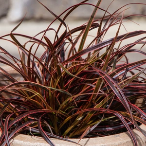 Red Hook Sedge - Uncinia rubra 'Everflame' 