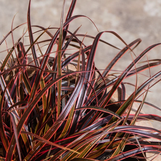 Red Hook Sedge - Uncinia rubra 'Everflame' 