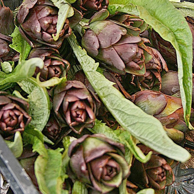 Vegetable Seeds - Artichoke Carciofo Violetto - image 1