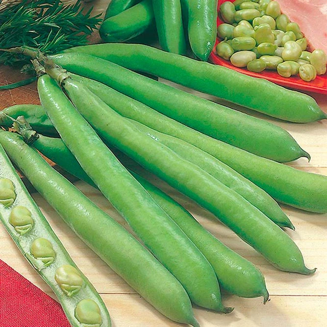 Vegetable Seeds - Broad Bean Aguadulce