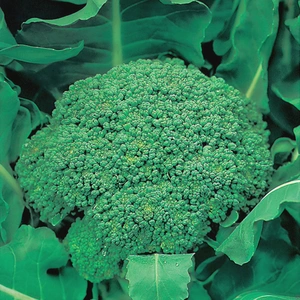 Vegetable Seeds - Broccoli (Autumn) Green Calabrese - image 1