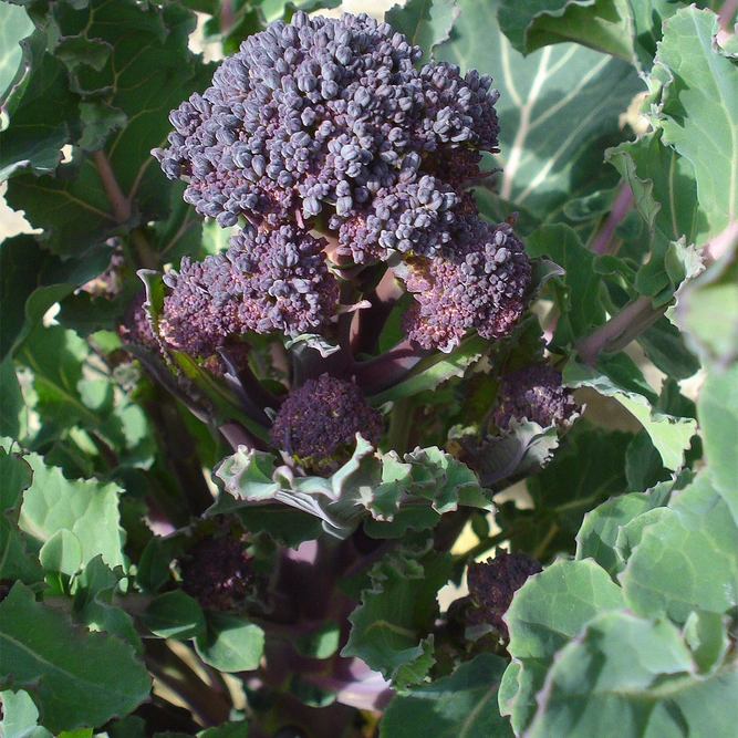 Vegetable Seeds - Broccoli (Sprouting) Summer Purple - image 1