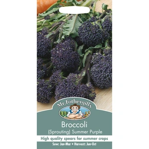 Vegetable Seeds - Broccoli (Sprouting) Summer Purple - image 2