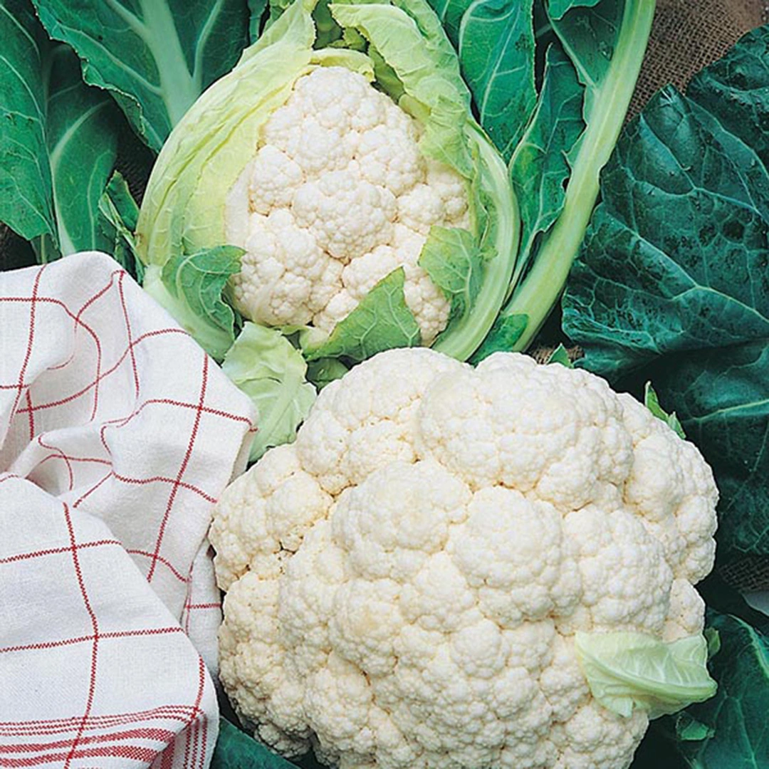 Vegetable Seeds - Cauliflower All The Year Round at Boma Garden Centre