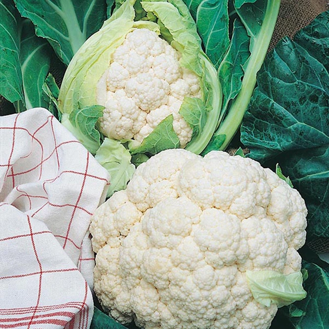 Vegetable Seeds - Cauliflower All The Year Round - image 1