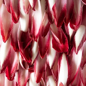 Vegetable Seeds - Chicory Rossa Treviso - image 1