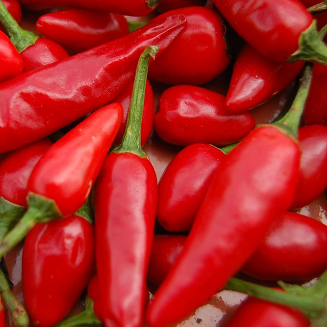 Vegetable Seeds - Chilli Pepper (Cayennetta) - image 1