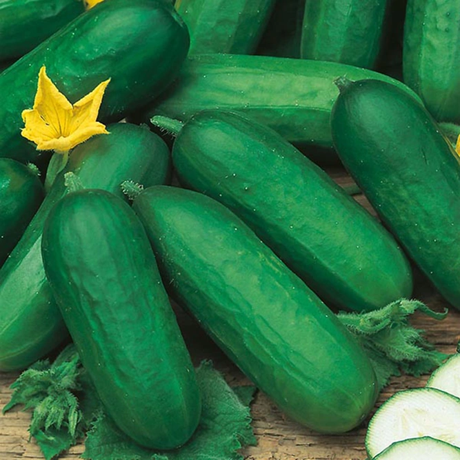 Vegetable Seeds - Cucumber Beth Alpha - image 1