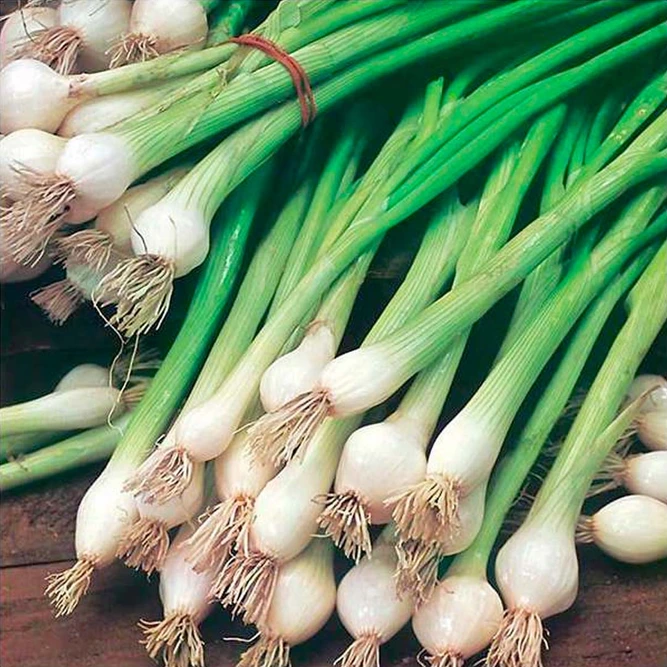 Vegetable Seeds - Onion Spring White Lisbon