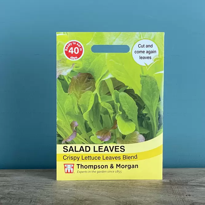 Vegetable Seeds - Salad Leaves Crispy Lettuce
