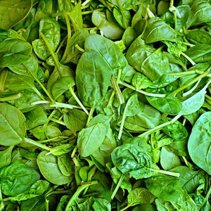 Vegetable Seeds - Spinach Perpetual - image 1