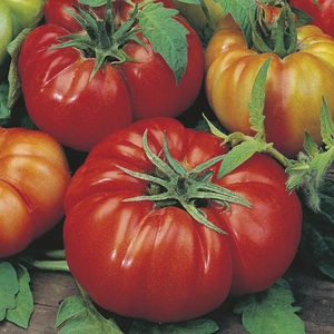 Vegetable Seeds - Tomato Beefsteak - image 1