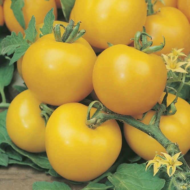 Vegetable Seeds - Tomato Golden Sunrise - image 1