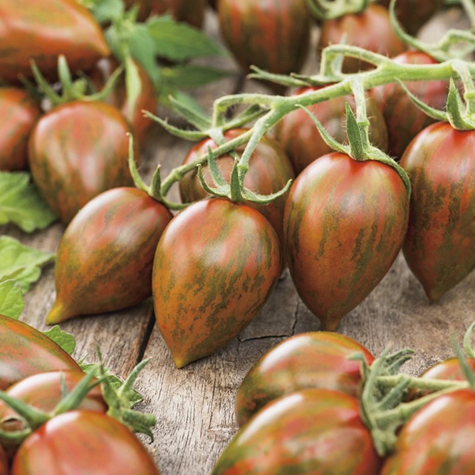 Vegetable Seeds - Tomato Shimmer F1 - image 1
