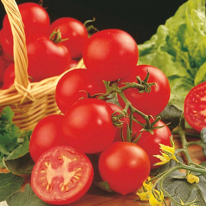 Vegetable Seeds - Tomato Shirley F1 - image 1
