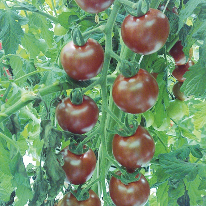 Vegetable Seeds - Tomato Sunchocola F1 - image 1