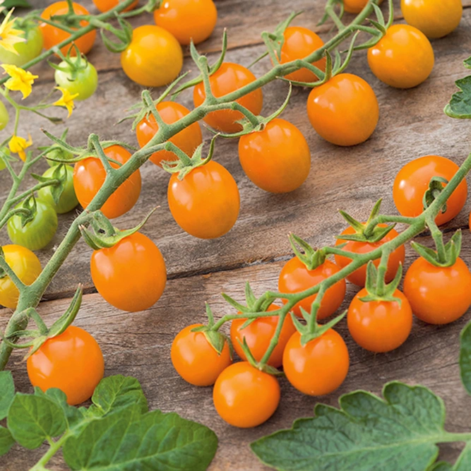 Vegetable Seeds - Tomato Sungold F1 - image 1