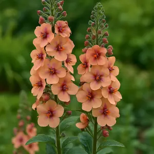 Salvia nemorosa 'Blue Marvel' - Balkan Clary - Woodland Sage