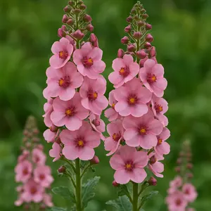 Salvia nemorosa 'Blue Marvel' - Balkan Clary - Woodland Sage