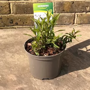 Verbena  bonariensis 'Lollipop' (Pot Size 17cm) - Argentinian vervain - image 2