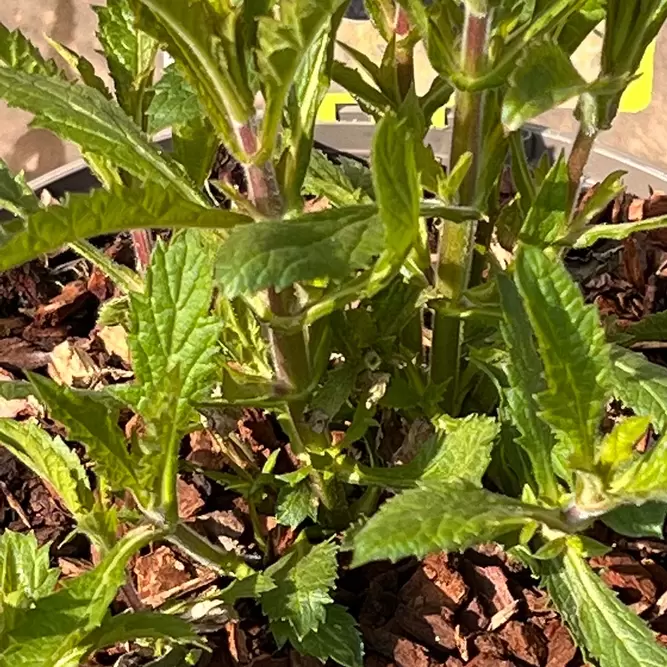 Verbena  bonariensis 'Lollipop' (Pot Size 17cm) - Argentinian vervain - image 3
