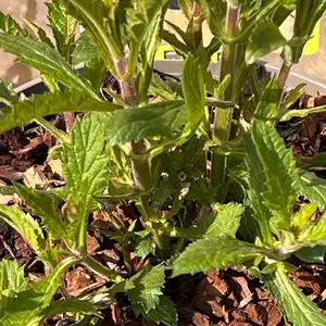 Verbena  bonariensis 'Lollipop' (Pot Size 17cm) - Argentinian vervain - image 3