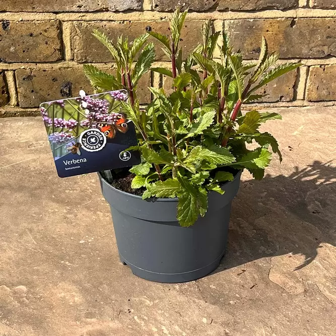Verbena bonariensis (Pot Size 17cm) - Purpletop vervain - image 2