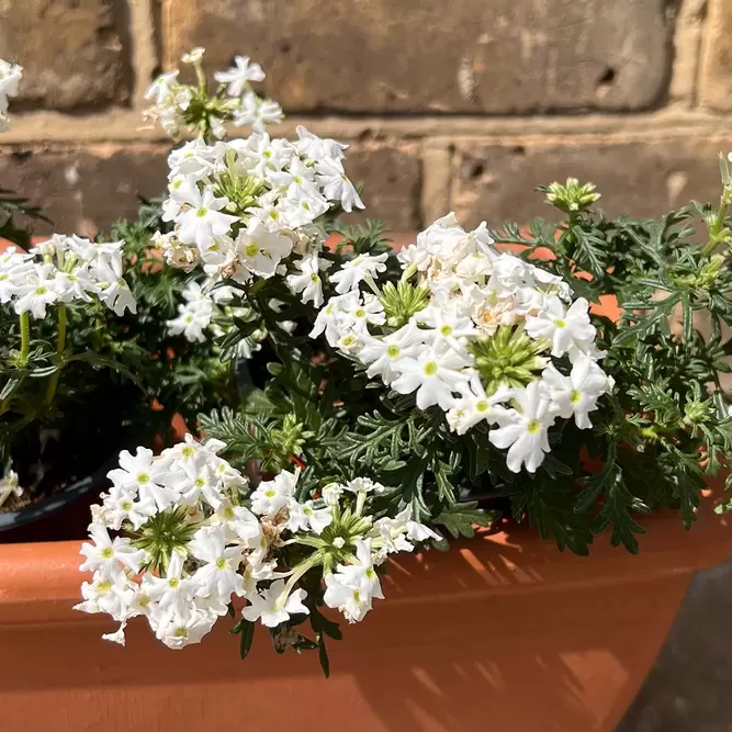 Verbena Magelana White (Pot Size 10.5cm) - image 1