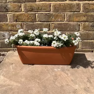 Verbena Magelana White (Pot Size 10.5cm) - image 2