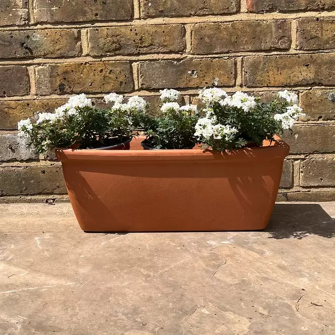 Verbena Magelana White (Pot Size 10.5cm) - image 3