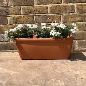 Verbena Magelana White (Pot Size 10.5cm) - image 3