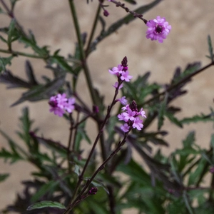 Verbena officianalis var.grandiflora 'Bampton' (Pot Size 2L) - image 1