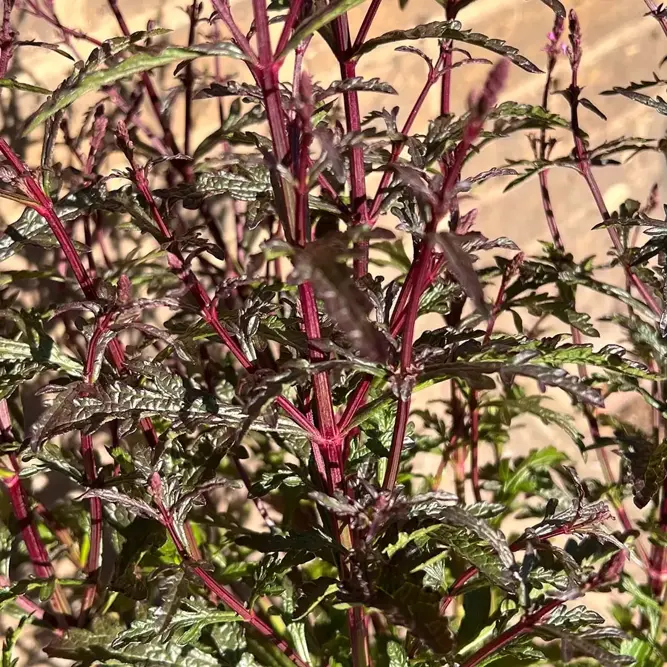 Verbena officinalis ‘Bampton’ (Pot Size 15cm) Bampton Vervain - image 2