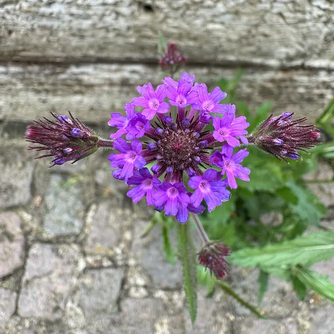 Verbena 'rigida’ (Pot Size 10.5cm) Slender Vervain - image 1