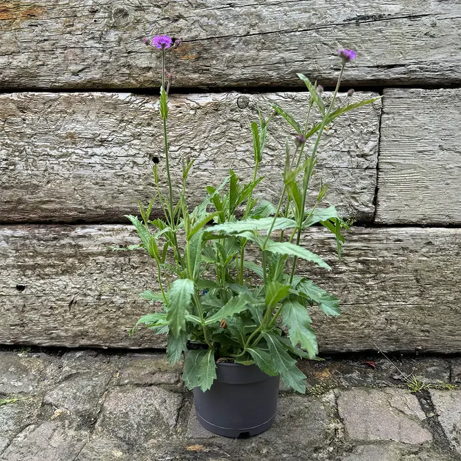 Verbena 'rigida’ (Pot Size 10.5cm) Slender Vervain - image 2
