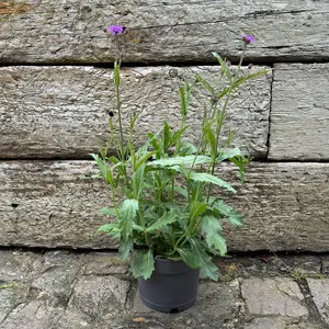 Verbena 'rigida’ (Pot Size 10.5cm) Slender Vervain - image 2