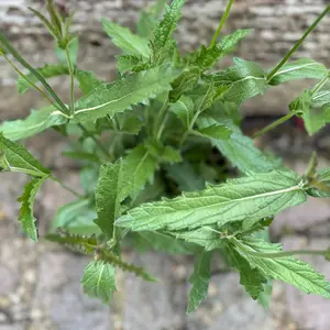 Verbena 'rigida’ (Pot Size 10.5cm) Slender Vervain - image 3