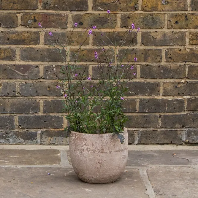 Verbena 'rigida’ (Pot Size 10.5cm) Slender Vervain - image 4