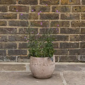 Verbena 'rigida’ (Pot Size 10.5cm) Slender Vervain - image 4